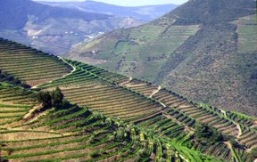 Quinta de La Rosa - Pinhao - Douro Valley