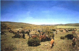 Serra da Estrela National Park