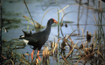 Ria Formosa Natural Park