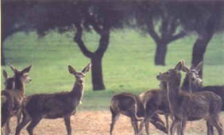 Sao Mamede Natural Park