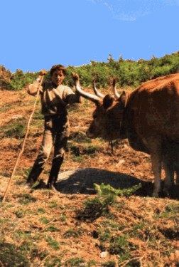 National Park - Peneda - boy with cattle