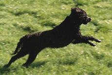 Portuguese Water Dog