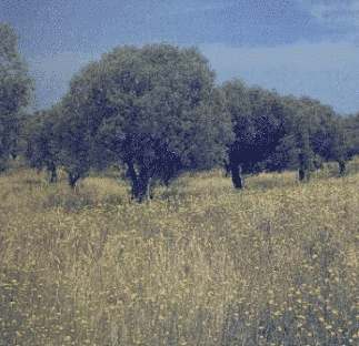 The plains of Portugal