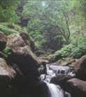 The Laurissilva Forest of Madeira - Unesco World Heritage site